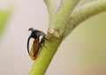 Pest on a brinjal or eggplant