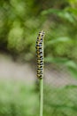 Pest Caterpillar on grass vertical Royalty Free Stock Photo