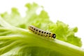 Pest caterpillar on lettuce leaf isolated on white background