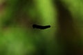 Pest caterpillar silk Hyponomeuta malinella