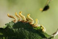 Pest caterpillar silk Hyponomeuta malinella Royalty Free Stock Photo