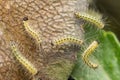 Pest caterpillars, Hyponomeuta malinella Royalty Free Stock Photo