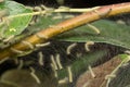 Pest caterpillars, Hyponomeuta malinella Royalty Free Stock Photo