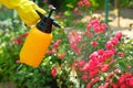 Pest control concept. Garden spray bottle with pesticides spraying on roses flowers