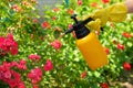 Pest control concept. Gardener spraying roses in the garden using garden spray bottle