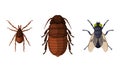 Pest Control and Parasite Extermination and Disinsection Service Vector Set