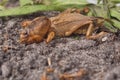 Pest Control - Southern Mole Cricket Royalty Free Stock Photo