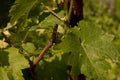 Pest damaged vine leaf. Spider mite galls on leaves in a vineyard