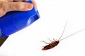 Pest exterminator and dead cockroach Royalty Free Stock Photo