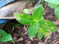 Pest grass in the banana garden next to the house