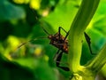 The enigmatic elegance of a troublesome garden pest