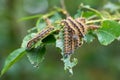 Pest infestation by caterpillars of the large tortoiseshell Nymphalis polychloros Royalty Free Stock Photo