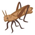 Pest insect icon isometric vector. Brown grasshopper Royalty Free Stock Photo