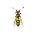 Pest insect wasp Royalty Free Stock Photo