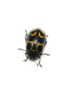 Isolated pest leaf beetle Chrysomela lapponica Royalty Free Stock Photo