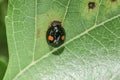 pest on a leaf Royalty Free Stock Photo