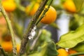Pest mealybug closeup on the citrus tree Royalty Free Stock Photo