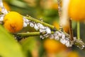 Pest mealybug closeup on the citrus tree Royalty Free Stock Photo