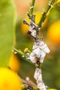 Pest mealybug closeup on the citrus tree Royalty Free Stock Photo