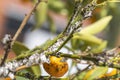 Pest mealybug closeup on the citrus tree. Royalty Free Stock Photo