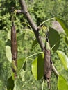 Pest pear weevils. Royalty Free Stock Photo