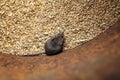 Pest a nasty gray mouse sits in a barrel of golden grain and spoils the harvest in the barn