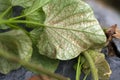 Pest spider mile attack sweet potato leaf