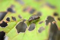 Pest of viburnum - Pyrrhalta viburni