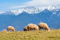 Pestera,Brasov, Romania: Free sheep, grazing on a meadow in autu Royalty Free Stock Photo