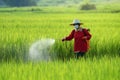 Pesticide,Farmers spraying pesticide in rice field wearing protective clothing