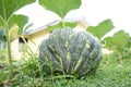 Pesticide-free organic cultivation - Pumpkin