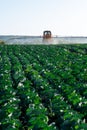 Pesticide sprayer tractor field farmer vegetables cabbage harvest greens Royalty Free Stock Photo