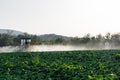 Pesticide sprayer tractor field farmer vegetables cabbage harvest greens Royalty Free Stock Photo