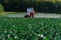 Pesticide sprayer tractor field farmer vegetables cabbage harvest greens Royalty Free Stock Photo