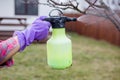 Pesticide treatment, pest control, insect extermination on fruit trees in the garden, spraying poison from a spray bottle, hands Royalty Free Stock Photo