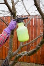 Pesticide treatment, pest control, insect extermination on fruit trees in the garden, spraying poison from a spray bottle, hands Royalty Free Stock Photo