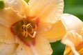 pestle and stamens of beautiful deep yellow day-lily. macro Royalty Free Stock Photo