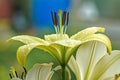 Pestle and stamens of pale yellow lily