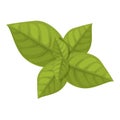 Pesto leaf plant icon cartoon vector. Olive garlic