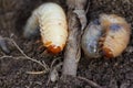 Pests control, insect, agriculture. Larva of chafer eats plant root. Royalty Free Stock Photo
