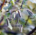 Pests eat the leaves on the plant Royalty Free Stock Photo