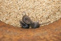 pests little mice climbed into a barrel of Golden wheat grains and eat them