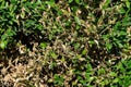 Pests of ornamental plants. Boxwood branches damaged by the boxwood pest moth caterpillar Royalty Free Stock Photo