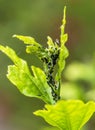 Pests, plants diseases. Aphid close-up on a plant. Royalty Free Stock Photo