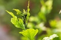 Pests, plants diseases. Aphid close-up on a plant. Royalty Free Stock Photo