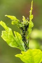 Pests, plants diseases. Aphid close-up on a plant. Royalty Free Stock Photo