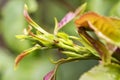 Pests, plants diseases. Aphid close-up on rose bud. Royalty Free Stock Photo