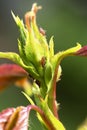 Pests, plants diseases. Aphid close-up on rose bud. Royalty Free Stock Photo