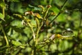 Pests of roses.Green rose aphid Macrosiphum rosae, Aphididae and large rose sawfly Arge pagana on a young stalk and rosebud. Close Royalty Free Stock Photo