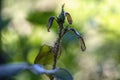 Pests of roses.Green rose aphid Macrosiphum rosae, Aphididae and large rose sawfly Arge pagana on a young stalk and rosebud. Close Royalty Free Stock Photo